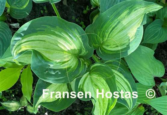 Hosta Shooting Star